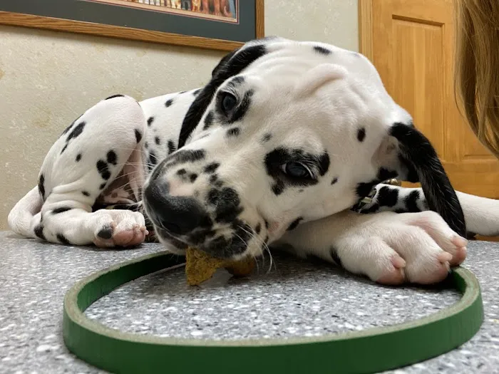 Catoosa Small Animal Hospital 7