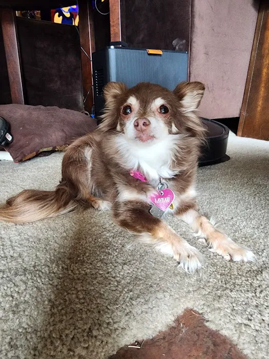 Madison Pet Clinic 6