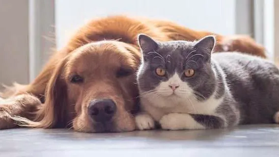 Madison Pet Clinic 1