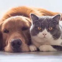 Madison Pet Clinic ico