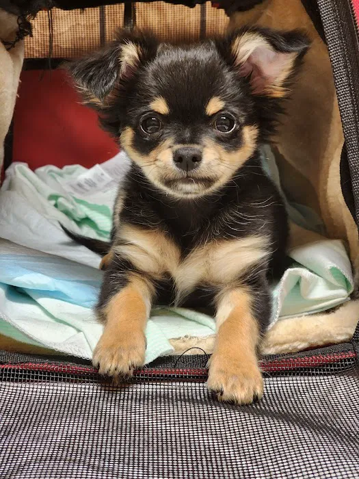 Madison Pet Clinic 5