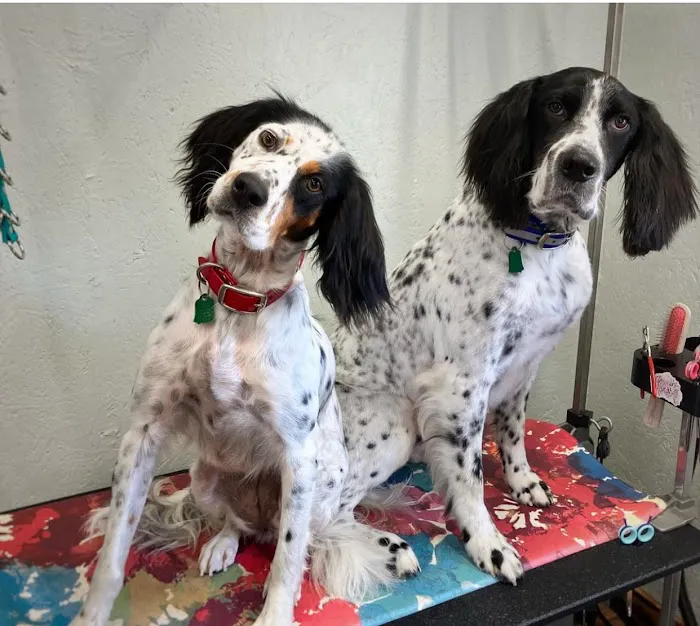 Companion Animal Clinic of Bartlesville 5