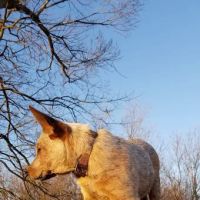 Companion Animal Clinic of Bartlesville ico