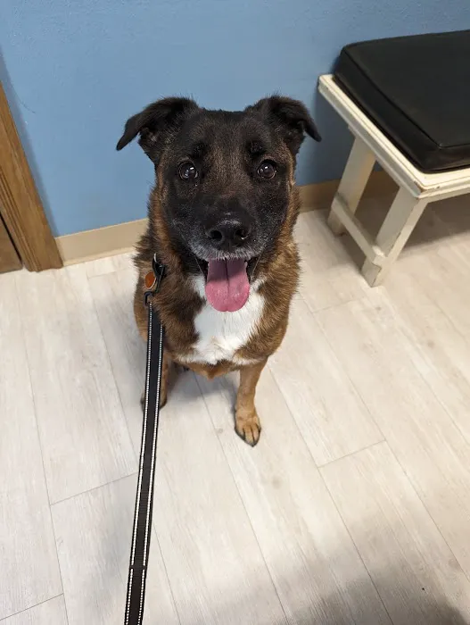 Companion Animal Clinic of Bartlesville 7