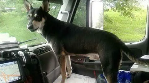 Companion Animal Clinic of Bartlesville 2