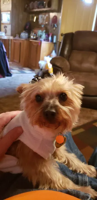 Companion Animal Clinic of Bartlesville 8