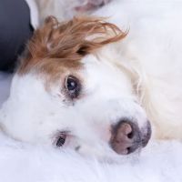 Bartlesville Animal Hospital & Boarding Kennel ico