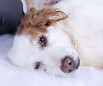 Bartlesville Animal Hospital & Boarding Kennel