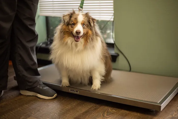 Arrowhead Veterinary Clinic 6