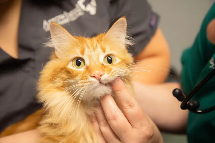 Arrowhead Veterinary Clinic 10