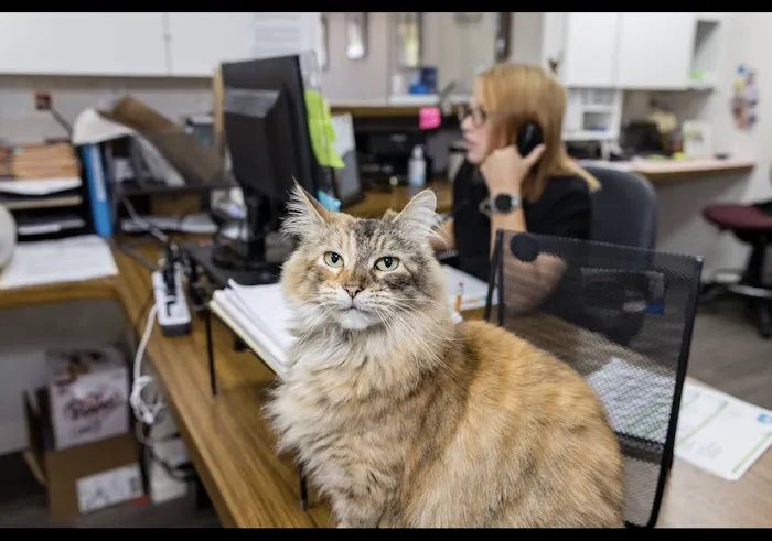 4 The Animals Veterinary Clinic 4