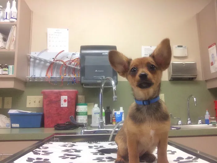 Town & Country Animal Hospital 4