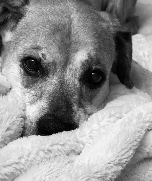 Town & Country Animal Hospital 1