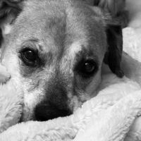 Town & Country Animal Hospital ico