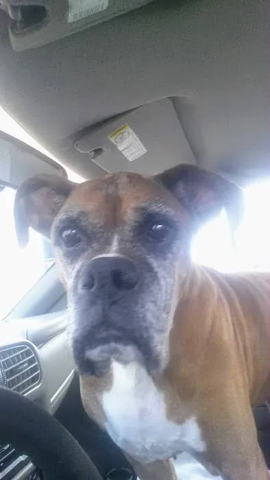 Mesa Animal Clinic 6