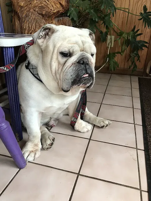 Mesa Animal Clinic 3