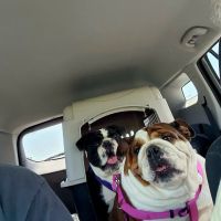 Mesa Animal Clinic ico