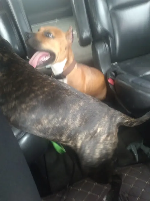 Mesa Animal Clinic 4