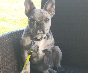 Eastside Animal Hospital