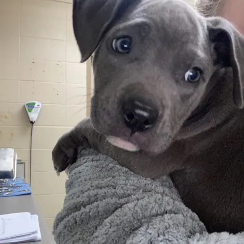 Eastside Animal Hospital 2