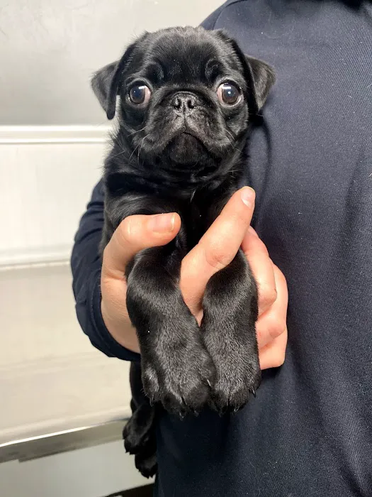 Eastside Animal Hospital 6