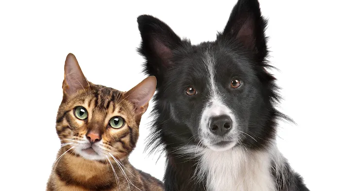 Eastside Animal Hospital 9