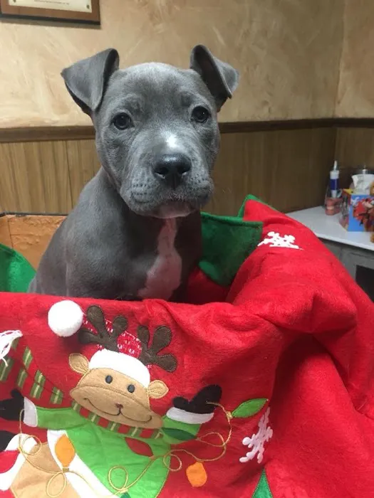 Eastside Animal Hospital 4