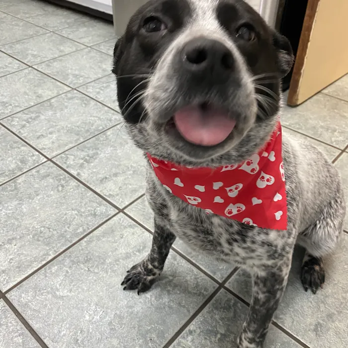 Eastside Animal Hospital 10