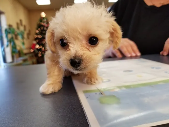 Northside Veterinary Clinic 6