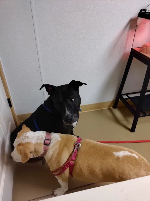 Northside Veterinary Clinic 2