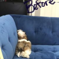 Northside Veterinary Clinic ico