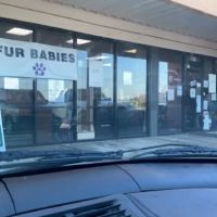 Fur Babies ico