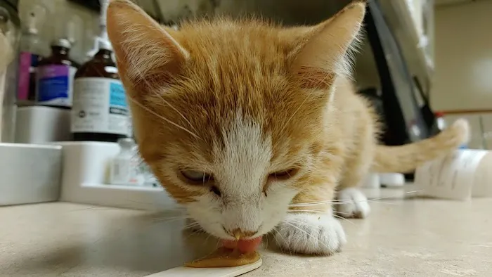 Animal Medical Center 9