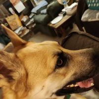 Animal Medical Center ico