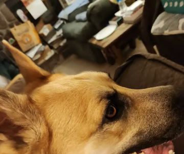 Animal Medical Center