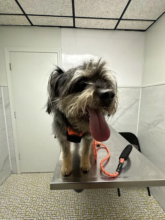 Animal Medical Center 7