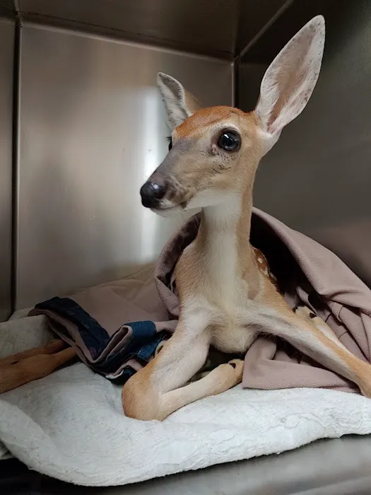Animal Medical Center 5