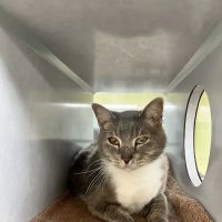 Oak Grove Veterinary Hospital INC. ico