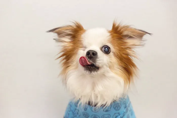 Best Friends Animal Hospital and Pet Hotel 7