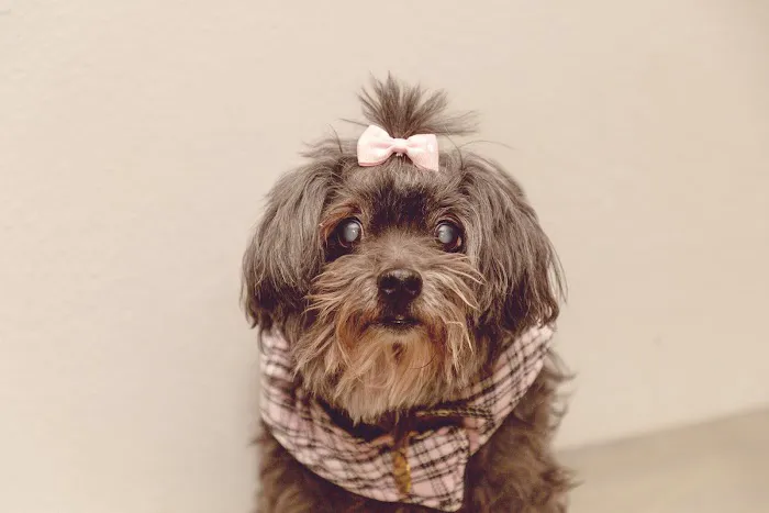 Best Friends Animal Hospital and Pet Hotel 6