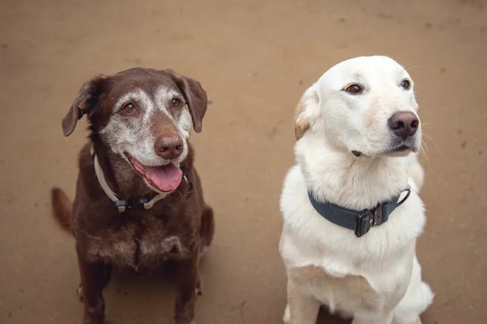 Best Friends Animal Hospital and Pet Hotel 3