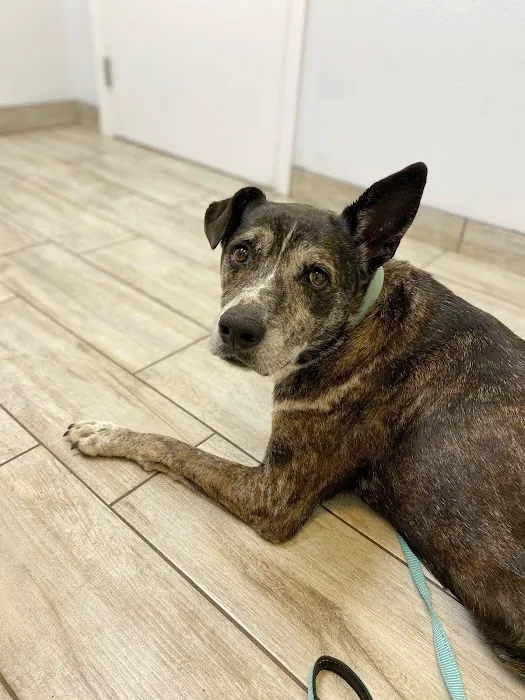 Best Friends Animal Hospital and Pet Hotel 4