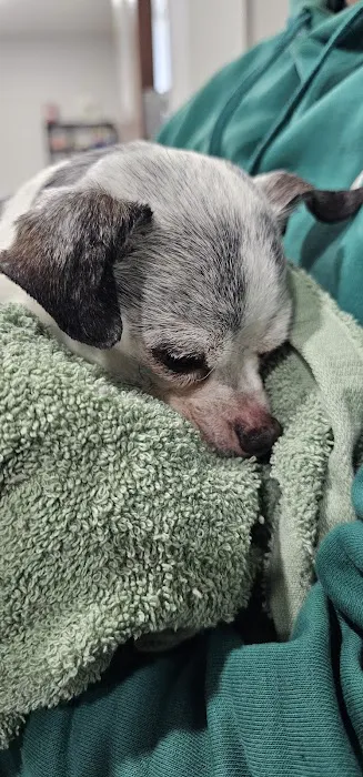 Cornerstone Animal Hospital 1