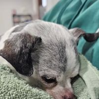Cornerstone Animal Hospital ico
