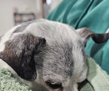 Cornerstone Animal Hospital