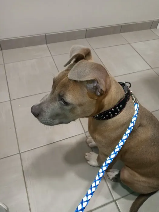 Cornerstone Animal Hospital 7