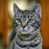 Crossover Veterinary Clinic ico
