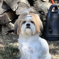 Barta Animal Hospital ico