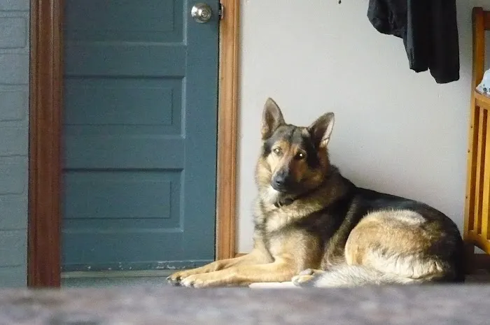 Barta Animal Hospital 4