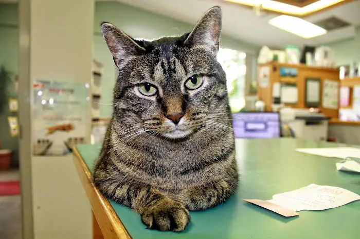 Barta Animal Hospital 9